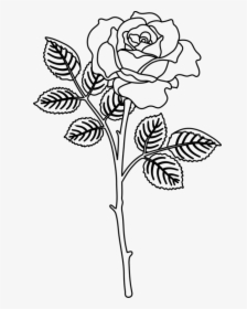 Hybrid Drawing Flower - Flower Design Drawing Rose, HD Png Download, Free Download