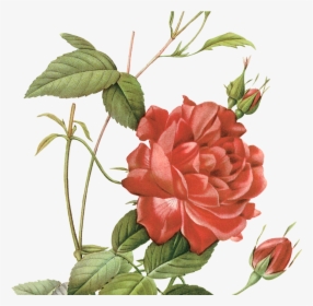 Botanical Drawings Rose And Sunflower Gardening Flower - Pierre Joseph Redouté Red, HD Png Download, Free Download
