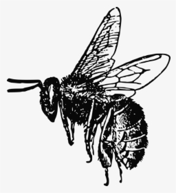 Bees Png Black And White - Realistic Bee Clip Art Black And White, Transparent Png, Free Download