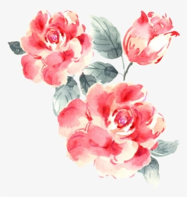 Garden Roses Drawing - Rose Drawing Pink Png, Transparent Png, Free Download