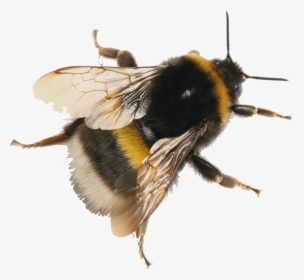 Bumblebee Png, Transparent Png, Free Download