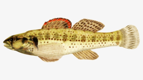 Okaloosa Darter Fish Clipart - Realistic Tropical Fish Clipart, HD Png Download, Free Download