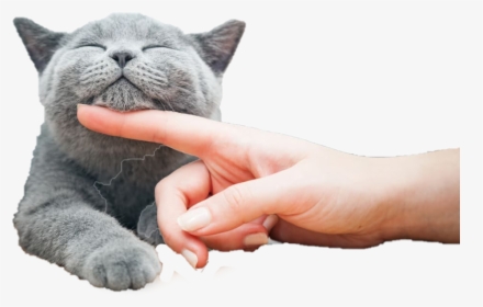 Happy Cat Being Pet, HD Png Download, Free Download