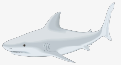 Sharks-clipart, HD Png Download, Free Download