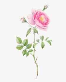 0℃素材4 Plant Drawing, Rose Bouquet, Flower Bouquets, - Watercolor Pink Rose Png, Transparent Png, Free Download