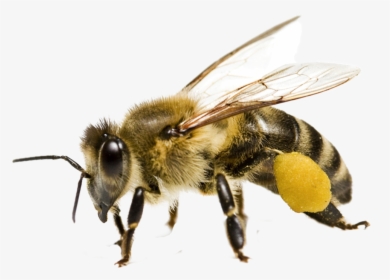 Bee Png Transparent Image - Honeybee Png, Png Download, Free Download