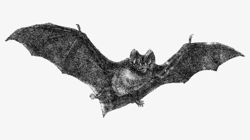 Transparent Bat Clip Art - Vintage Bat Png, Png Download, Free Download