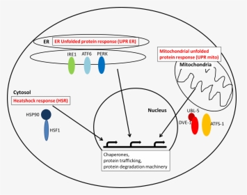 Stress Signaling - Cellular Proteostasis, HD Png Download, Free Download