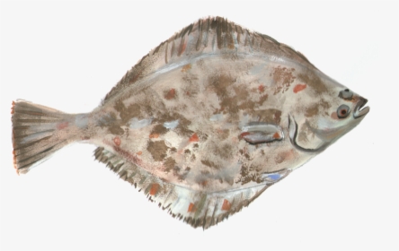 Flounder, Fish, Water - Камбалы Пнг, HD Png Download, Free Download