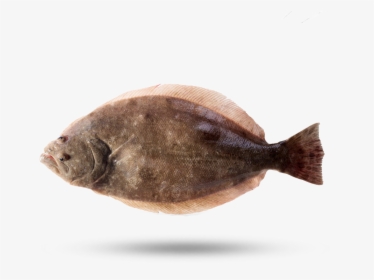 Flounder - Paralichthys Lethostigma, HD Png Download, Free Download