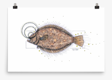 Flounder Poster - Sole, HD Png Download, Free Download