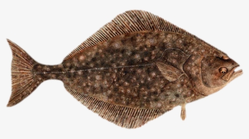 Photo Of A Halibut Fish - Pacific Halibut, HD Png Download, Free Download