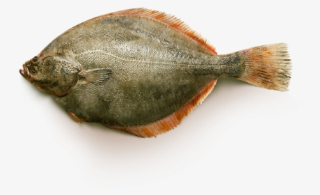 Yellowfin Flounder - Sole, HD Png Download, Free Download