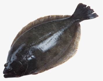 Now You Can Download Fish In Png - Halibut Transparent Background, Png Download, Free Download