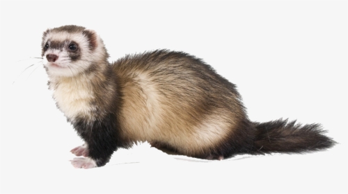 Ferret Png Free Background - Ferret Drawing, Transparent Png, Free Download