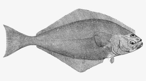 Pacific Halibut Image - Hippoglossus Hippoglossus Drawing, HD Png Download, Free Download