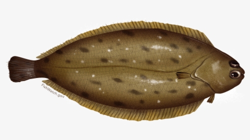 Dover Sole Illustration, HD Png Download, Free Download