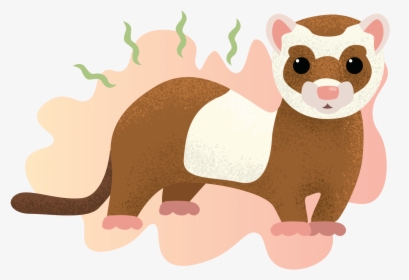 Illustration Of A Smelly Ferret - Ferret Illustration, HD Png Download, Free Download