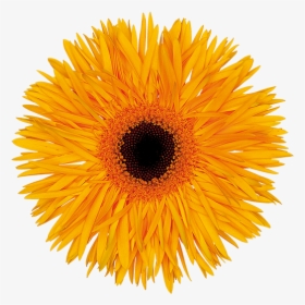 Sun Flower With White Background, HD Png Download, Free Download