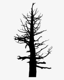 Old Dead Silhouette Big - Dead Pine Tree Silhouette, HD Png Download, Free Download