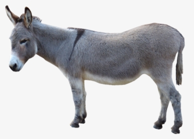 Asinus Photograph Clip Art Grey Donkey Picture - Donkey Png, Transparent Png, Free Download