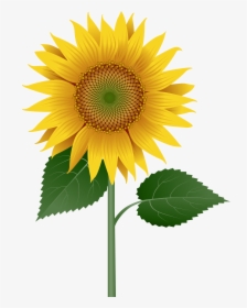Sunflower Large Transparent Image Clipart , Png Download - Transparent Sunflower Graphics, Png Download, Free Download