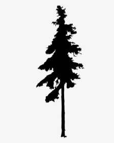 Roots Clipart Pine Tree - Pine Tree Silhouette Free, HD Png Download, Free Download