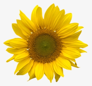 Sunflower Transparent Background, HD Png Download, Free Download