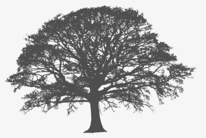 Transparent White Tree Png, Png Download, Free Download