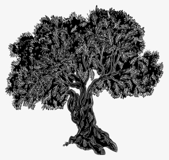 Olive Tree, Old Tree, Tree Silhouette, Tree, Gnarled - Olive Tree Silhouette, HD Png Download, Free Download