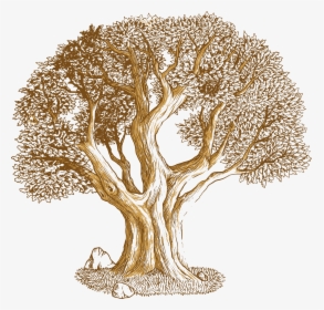 Roots Vector Oak Tree - Vector Oak Tree Illustration, HD Png Download, Free Download