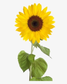 Sunflower Free Sunflower Clip Art Images Black And, HD Png Download, Free Download
