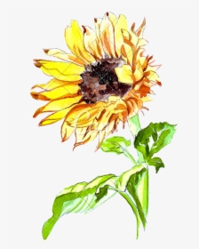 Clip Art Hand Drawing Of A - Sunflower Watercolor Vector Free, HD Png Download, Free Download