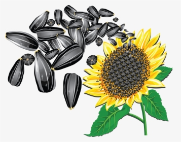 Sunflower Seeds Png - Sunflower Seeds Vector Png, Transparent Png, Free Download