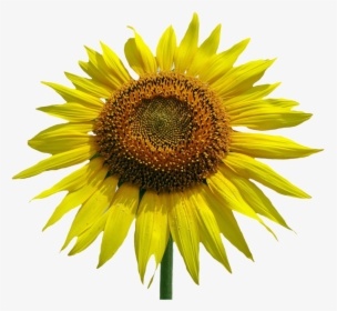 Sunflower Vector - Common Sunflower, HD Png Download, Free Download