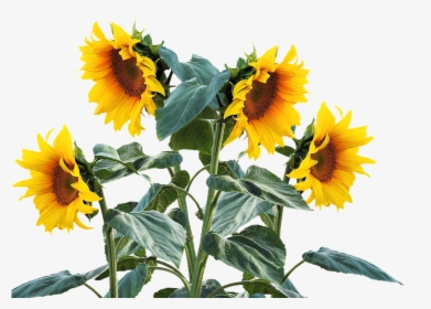 Sun Flower, Summer, Sun, Plant, Sunflower Bud - Sunflower Plant Png, Transparent Png, Free Download