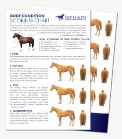Healthy Horse Weight Chart, HD Png Download, Free Download