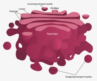 Golgi - Golgi Apparatus, HD Png Download, Free Download