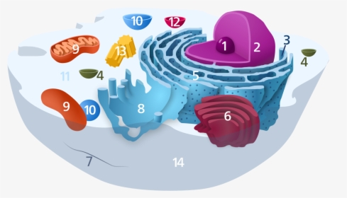 Animal Cell Diagram Numbered, HD Png Download, Free Download