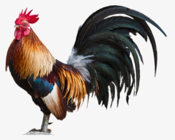 Cock Hd Png Pluspng - Rooster Png, Transparent Png, Free Download
