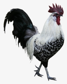 Rooster Png Image Transparent Background - Rooster Png, Png Download, Free Download