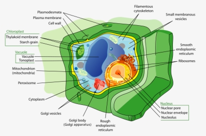 Plant Cell Cytoskeleton, HD Png Download, Free Download