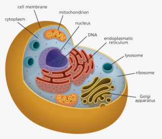 Illustration Showing The Structures Of An Animal Cell - Animal Cell, HD Png Download, Free Download