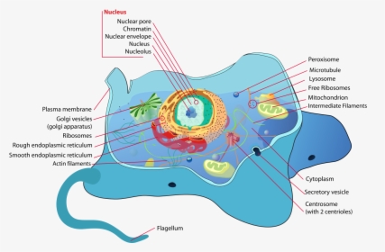 Animal Cell, HD Png Download, Free Download