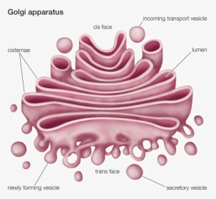 Image Of Golgi Apparatus For The Fundamental Unit Of - Golgi Apparatus Labeled Diagram, HD Png Download, Free Download