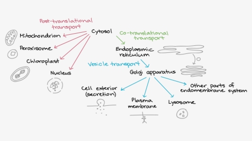 Diagram, HD Png Download, Free Download