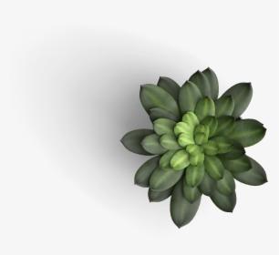 Transparent Plant Top View Png - Flower Top View Png, Png Download, Free Download