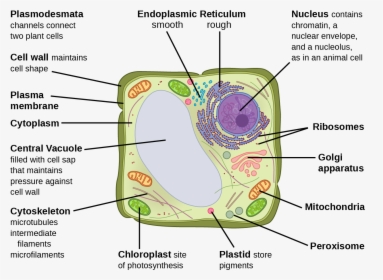 This Illustration Depicts A Typical Eukaryotic Plant - Eukaryotic Plant Cell, HD Png Download, Free Download