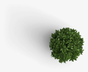 Transparent Plant Top View Png, Png Download, Free Download