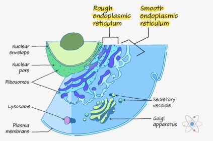 Smooth And Rough Endoplasmic Reticulum, HD Png Download, Free Download